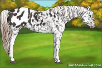 Horse Color:Liver Chestnut Appaloosa 