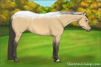Horse Color:Buckskin Dun