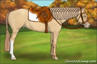 Horse Color:Gold Champagne Dun