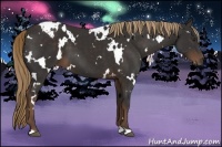 Horse Color:White Spotted Liver Chestnut 