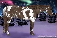 Horse Color:White Spotted Liver Chestnut 