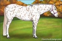 Horse Color:Chestnut Appaloosa 