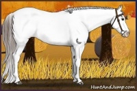 Horse Color:Black Frame Appaloosa Rabicano 