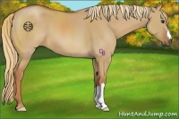 Horse Color:Red Dun 
