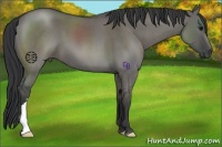 Horse Color:Grullo Roan 