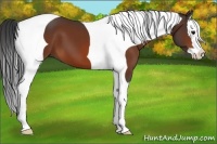 Horse Color:Bay Splash Tobiano