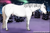 Horse Color:Liver Chestnut Appaloosa 