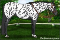 Horse Color:Blue Roan Near Leopard 
