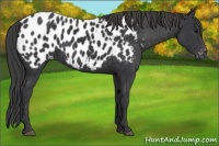 Horse Color:Black Appaloosa 