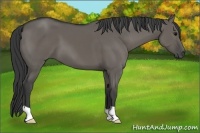 Horse Color:Grullo