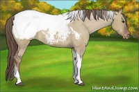 Horse Color:Liver Red Dun Tobiano Appaloosa 