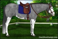 Horse Color:Blue Roan Splash 