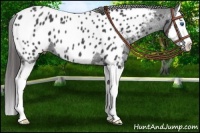 Horse Color:Blue Roan Splash Appaloosa 