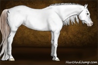 Horse Color:Buckskin Appaloosa 