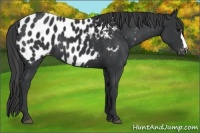 Horse Color:Black Appaloosa 
