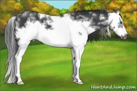 Horse Color:White Spotted Black Splash Frame 