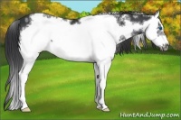 Horse Color:White Spotted Black Splash Frame 