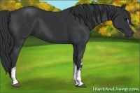 Horse Color:White Spotted Black