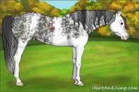 Horse Color:White Spotted Smoky Black Splash 