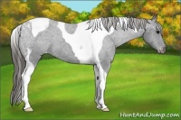 Horse Color:Black Tobiano Appaloosa 