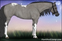 Horse Color:Grullo Roan Tobiano