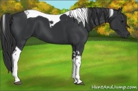 Horse Color:Black Tobiano