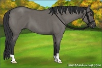 Horse Color:Grullo Roan 