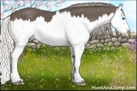 Horse Color:Silver Black Splash