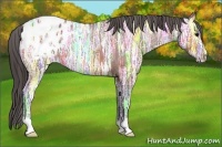 Horse Color:Bay Ice Appaloosa