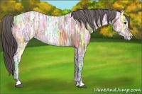 Horse Color:Bay Ice Appaloosa 