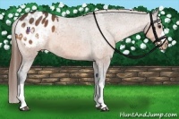 Horse Color:Buckskin Appaloosa