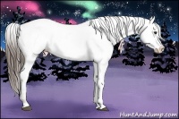 Horse Color:Liver Chestnut Appaloosa