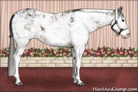 Horse Color:Liver Chestnut Sabino