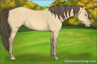 Horse Color:Amber Cream Champagne 
