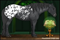 Horse Color:Black Appaloosa