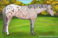 Horse Color:Brown Appaloosa  and Brown Appaloosa Rabicano 