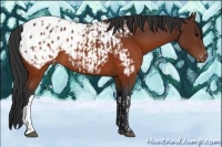 Horse Color:Brown Appaloosa and Brown Appaloosa