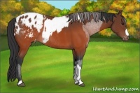Horse Color:Brown Snowcap  and Brown Blanket Rabicano 