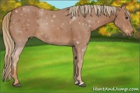 Horse Color:Chestnut Sabino 