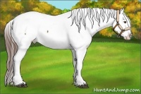 Horse Color:White Spotted Liver Chestnut Fewspot Rabicano