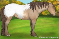 Horse Color:Amber Champagne Snowcap 