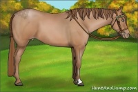 Horse Color:Bay Pearl 