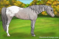 Horse Color:Brown Snowcap 