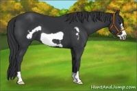 Horse Color:Black Frame 
