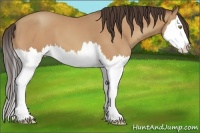 Horse Color:Amber Champagne Splash 