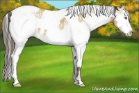 Horse Color:White Spotted Amber Champagne Splash 