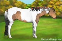 Horse Color:Buckskin Tobiano 