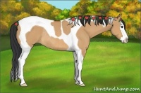 Horse Color:Bay Dun Splash Tobiano Rabicano