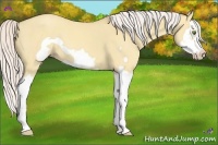 Horse Color:Silver Classic Champagne Dun Splash Frame 