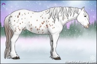 Horse Color:Brown Appaloosa